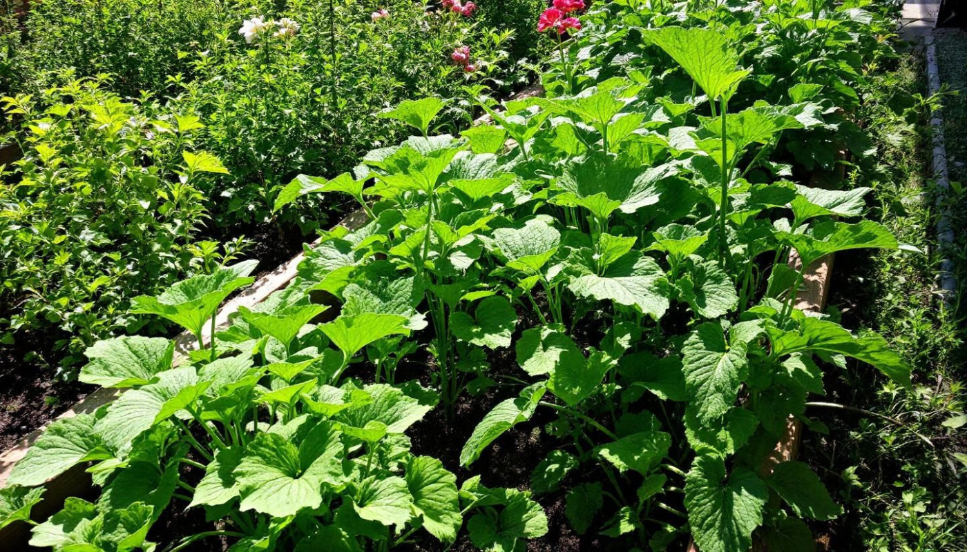 Comment optimiser l'espace dans votre potager pour plus de légumes ?